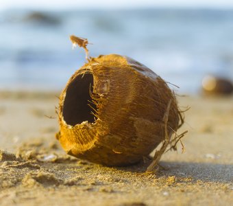 Пустой кокос на пляже