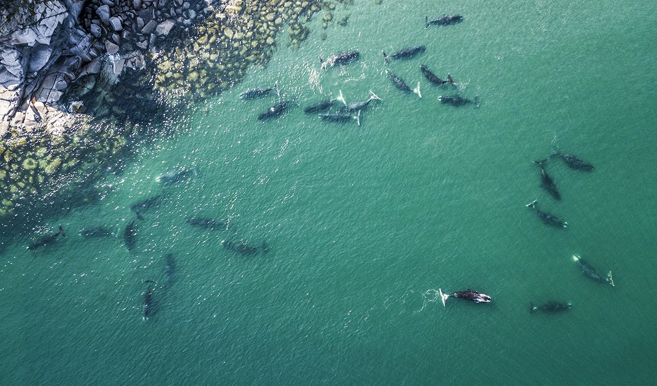 Скопление гренландских китов