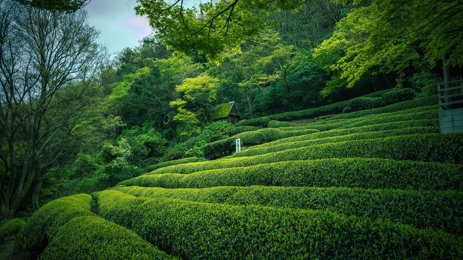 Цвет зеленый. Маленькая чайная плантация в горах у города Кобе.