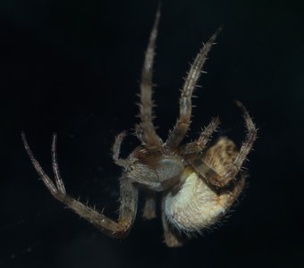 ночная  жизнь паука