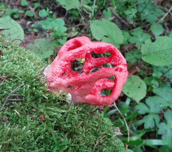 Необычный гриб, решеточник красный