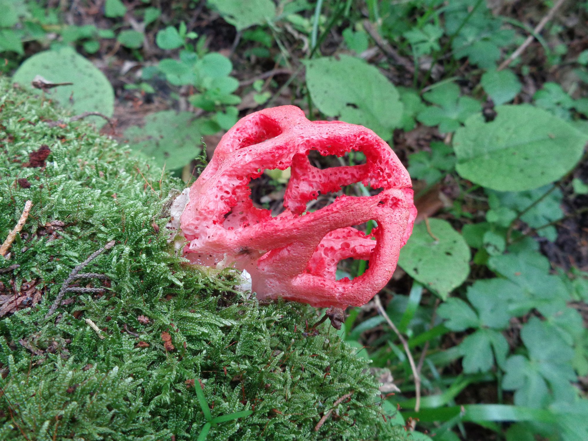 Необычный гриб, решеточник красный — Фото №192418