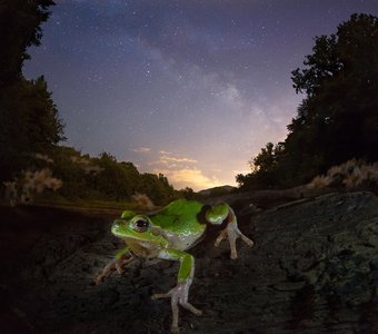 Древесная нимфа