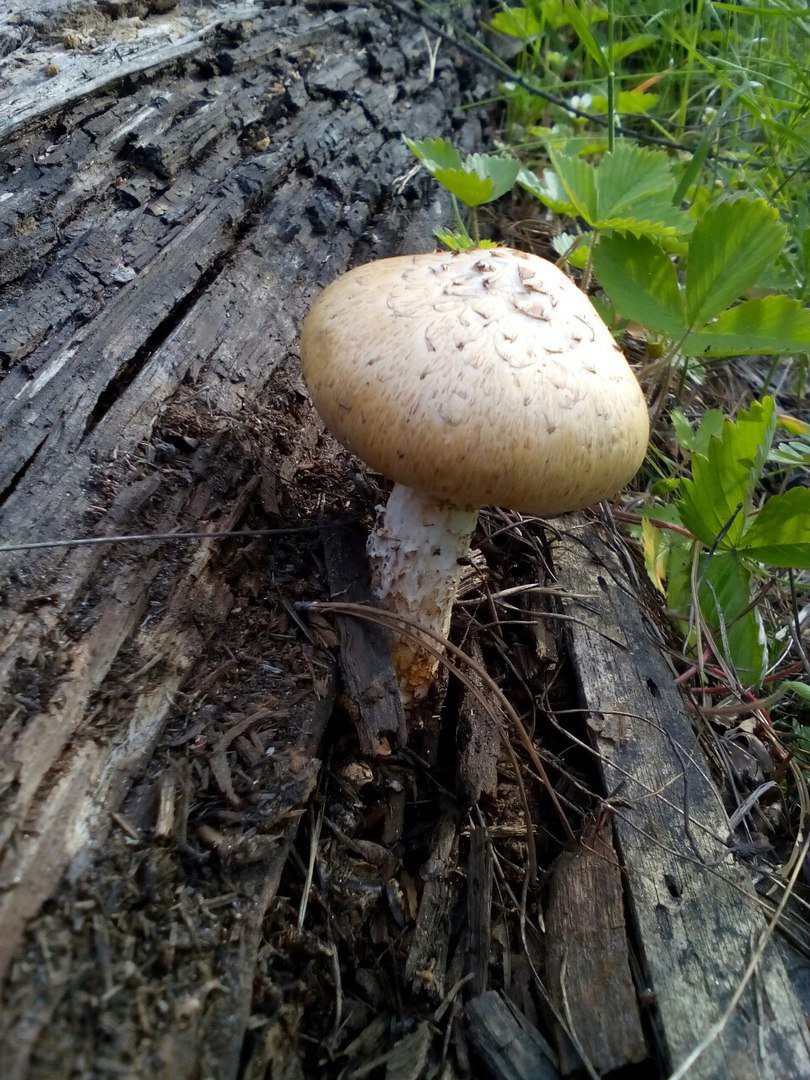 Зонтик краснеющий (Chlorophyllum rhacodes) фото и описание