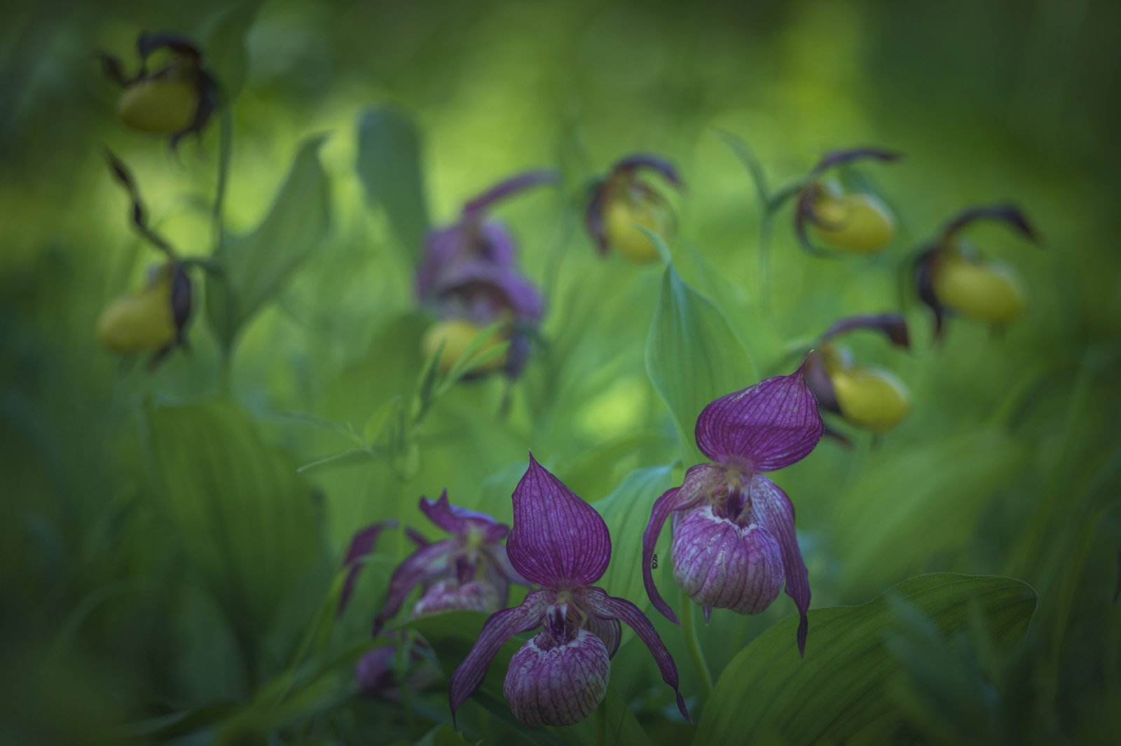 Сибирские орхидеи