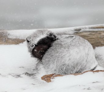 Пургующий песец