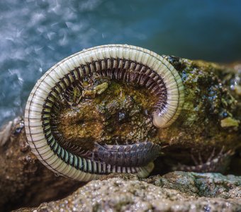 Друзья — не разлей вода