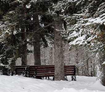 В старом парке