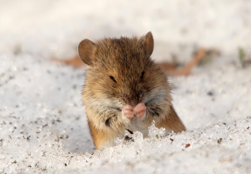 Мыши москва. Полевая мышь. Горная мышь. Мышь полевка зимой. Мышь полевка зимой фото.