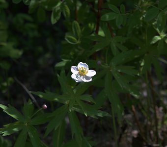 цветок Западной Сибири