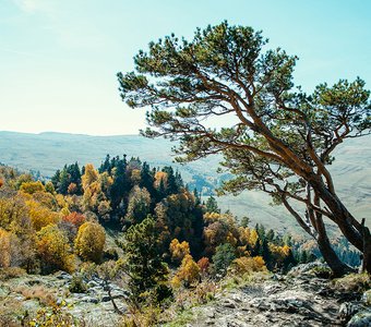 Одинокое дерево