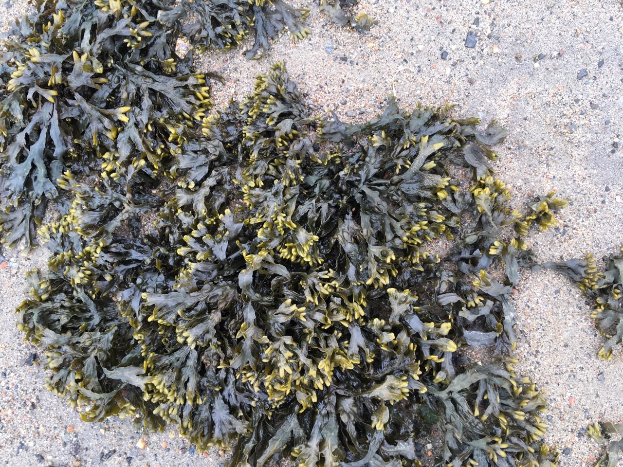 Кольский залив