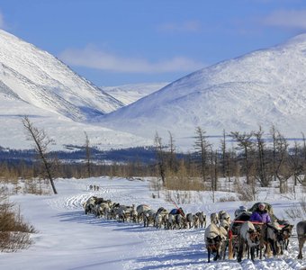 Каслание на летние пастбища