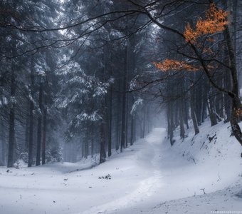 Украина. Закарпатье. Зимний лес по дороге на Петрос