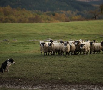Lonely shepherd