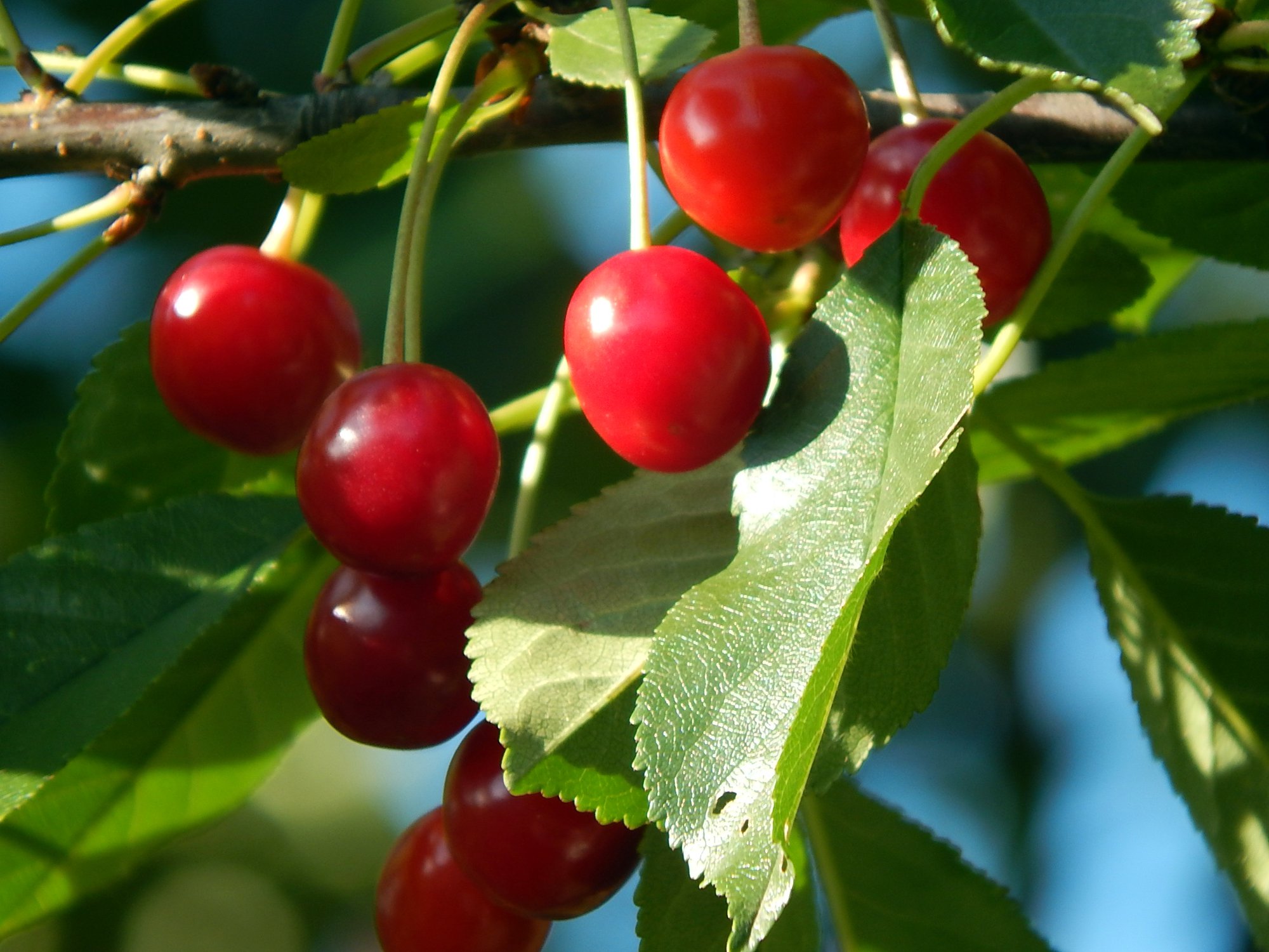 Дары природы