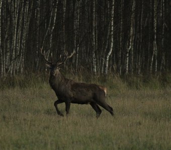 Взрослый самец благородного оленя.