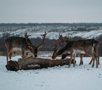 Олени