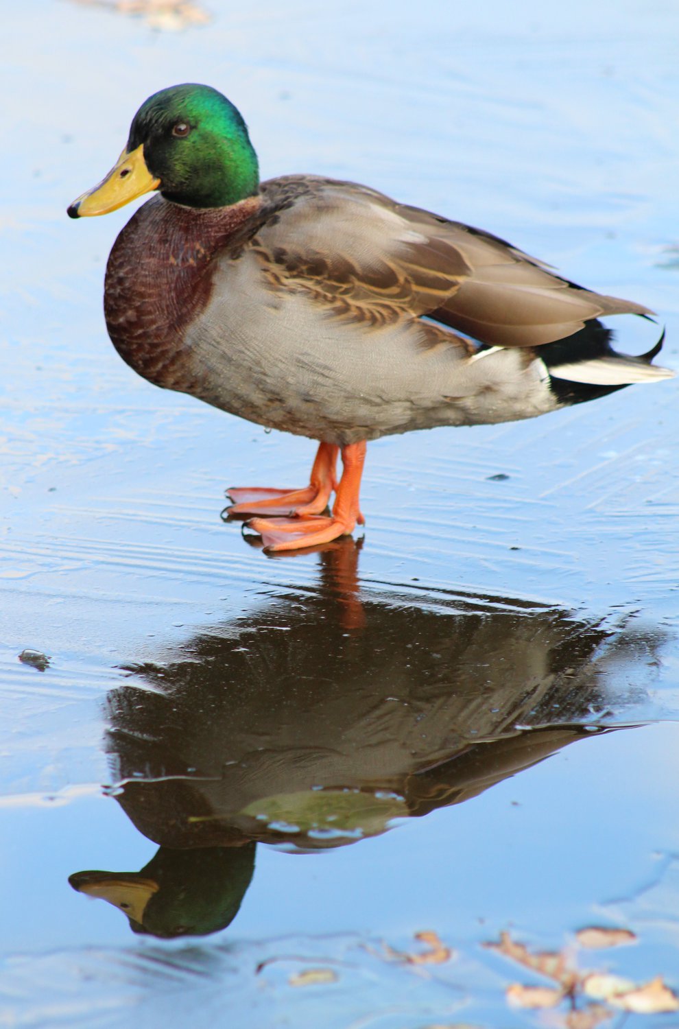 Тоскливо одному оставаться к зиме