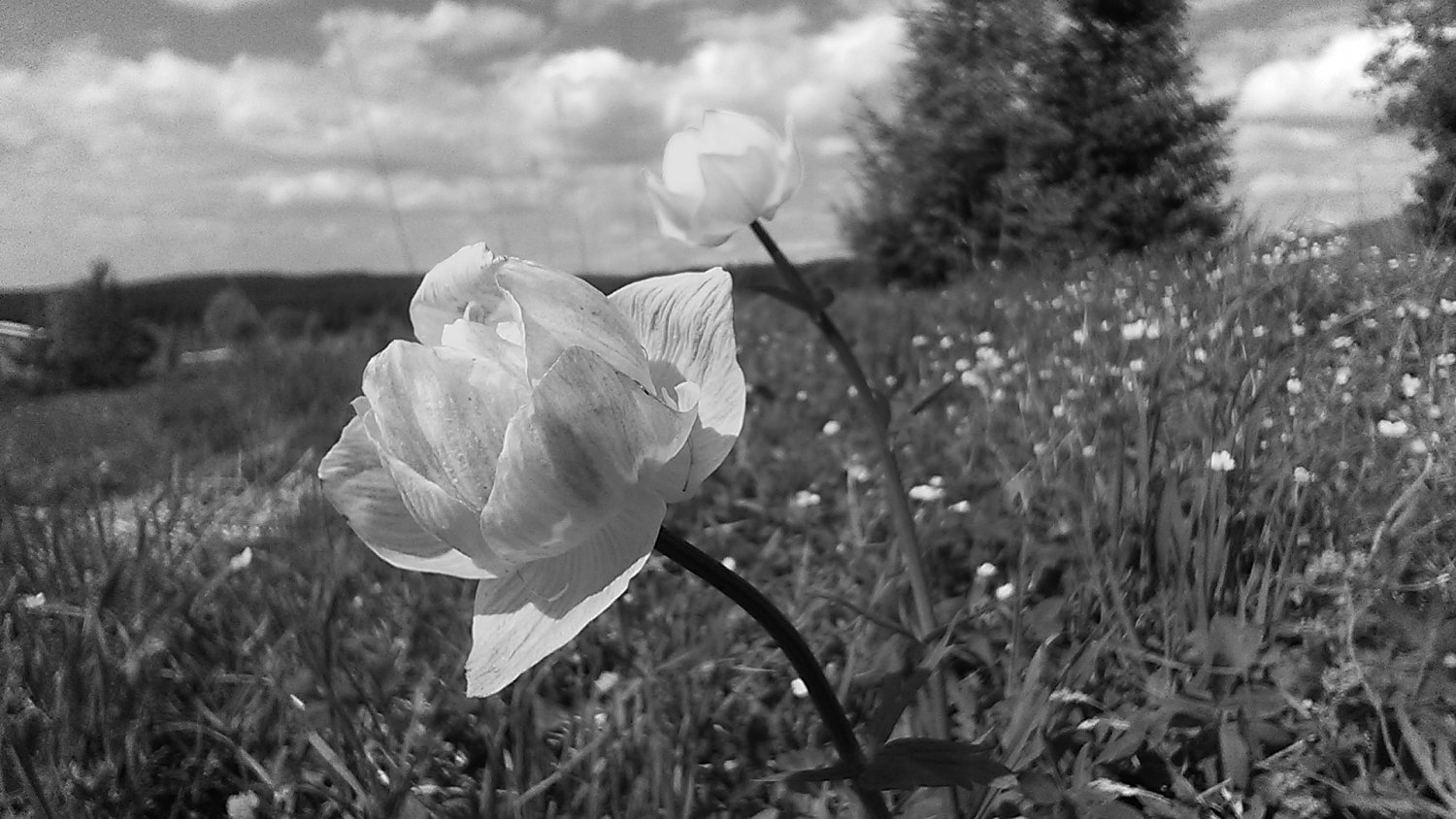 Купальница европейская(Удмуртия)