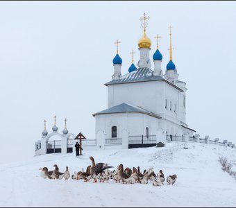 Гусиные истории