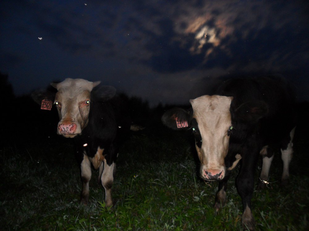 Быки в ночи