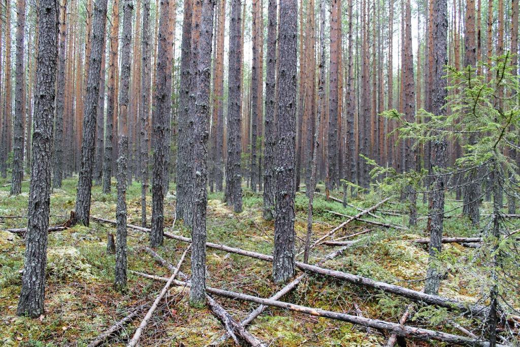 Сосновые болота. Архангельск лес. Хвойные леса Архангельской области. Тайга Архангельская область. Таежный лес Архангельской области фото.