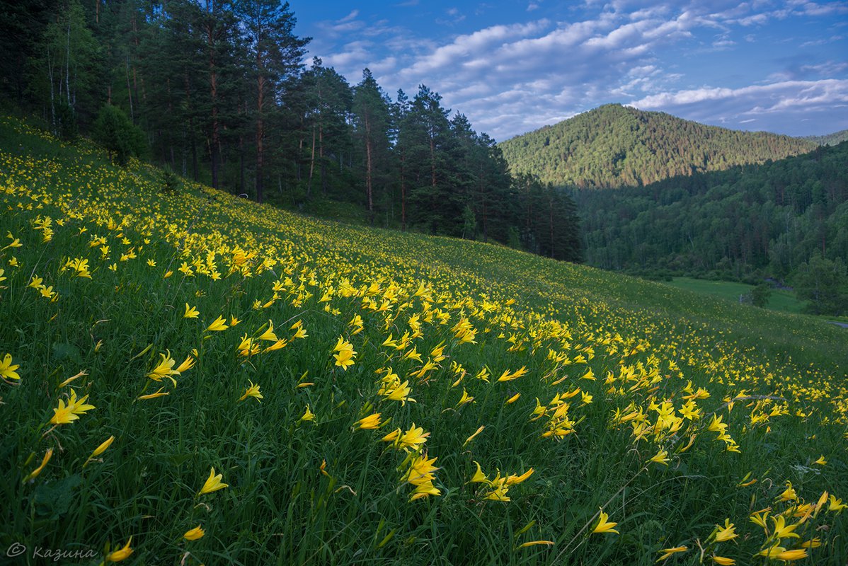 Самые красивые места России природа лес цветы