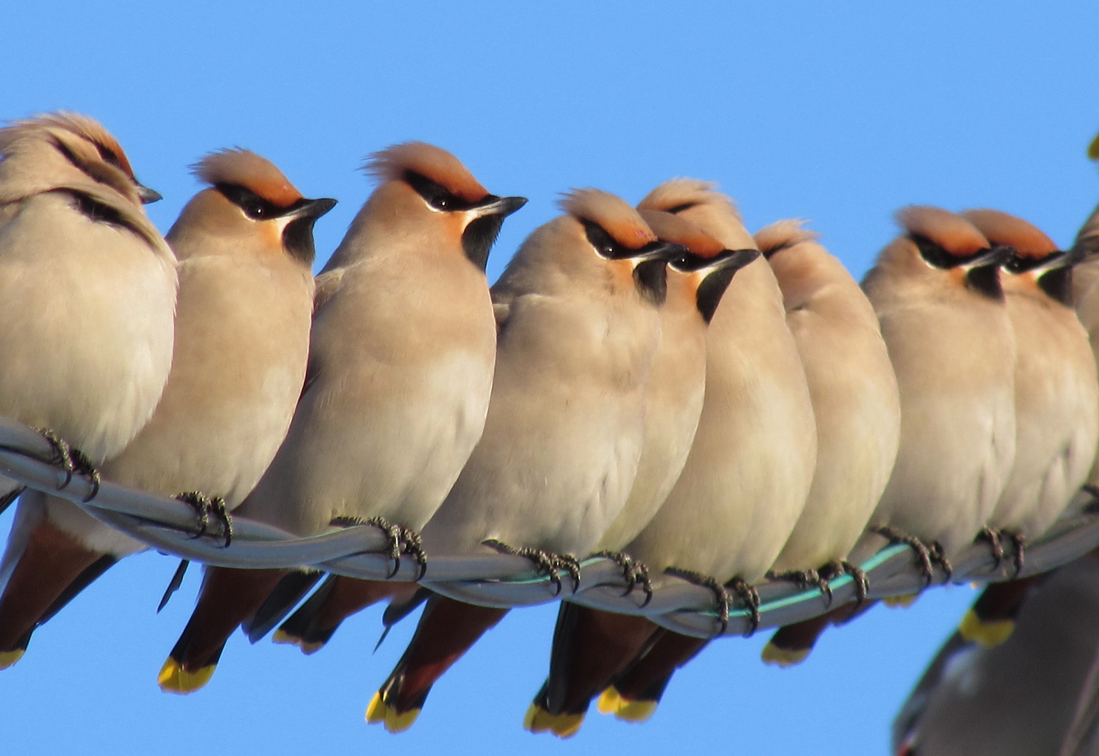 В тесноте, да не в обиде!..