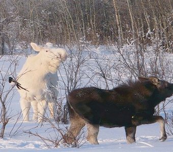 лось  альбинос