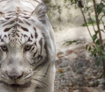 Белый тигр.. Зоопарк "Сказка". Крым.