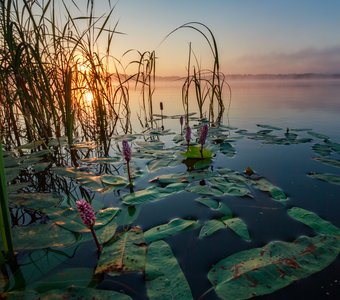 Очередь за солнцем