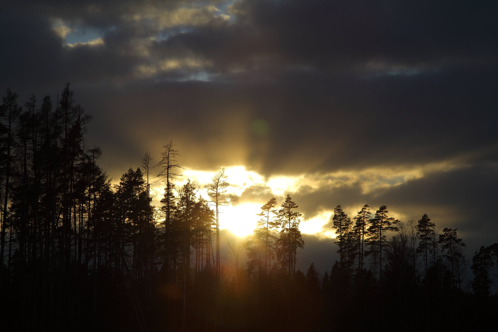 Исчезающий лес Балашихи