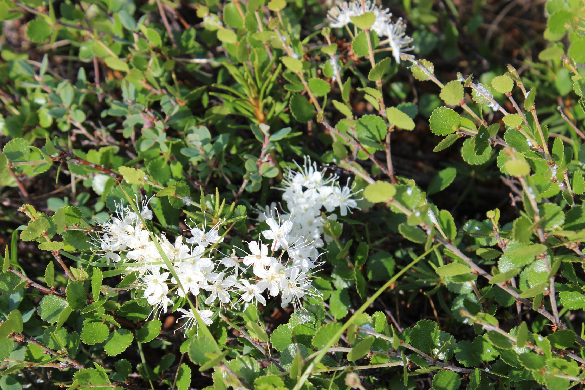 Прекрасное под ногами