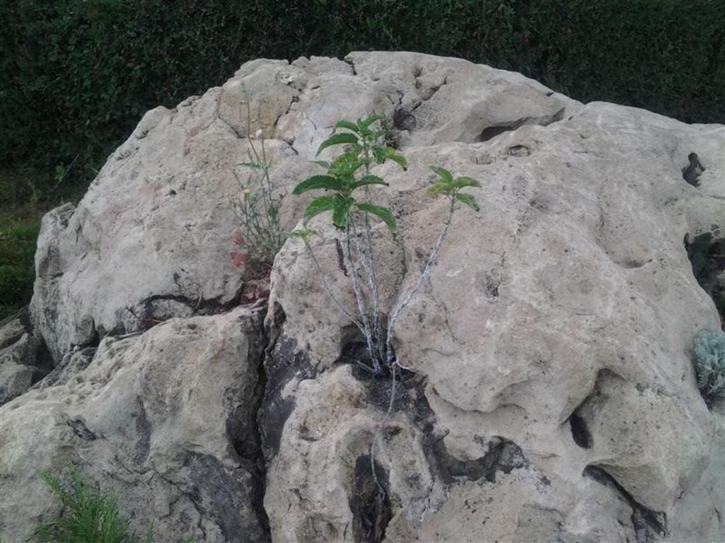 И на камнях растут деревья