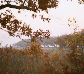 Осень в поле