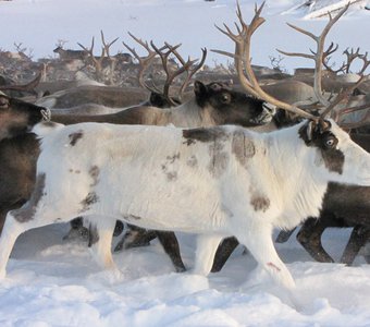 Богатство северного края