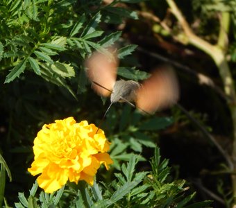 Крымский колибри. Скорость