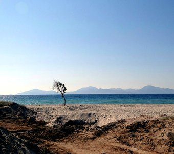 Одинокое дерево на острове Кос