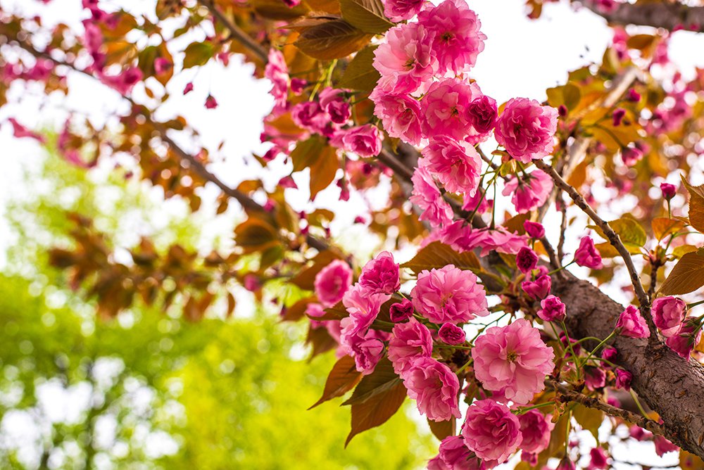 Цветы Сакуры - изумительное цветение розовой японской вишни