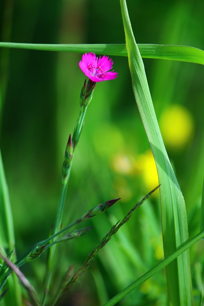 флора Кантабрии - дикая гвоздика Dianthus hyssopifolius