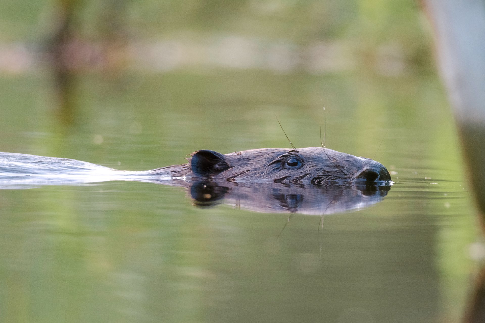 Смотрит прямо в душу