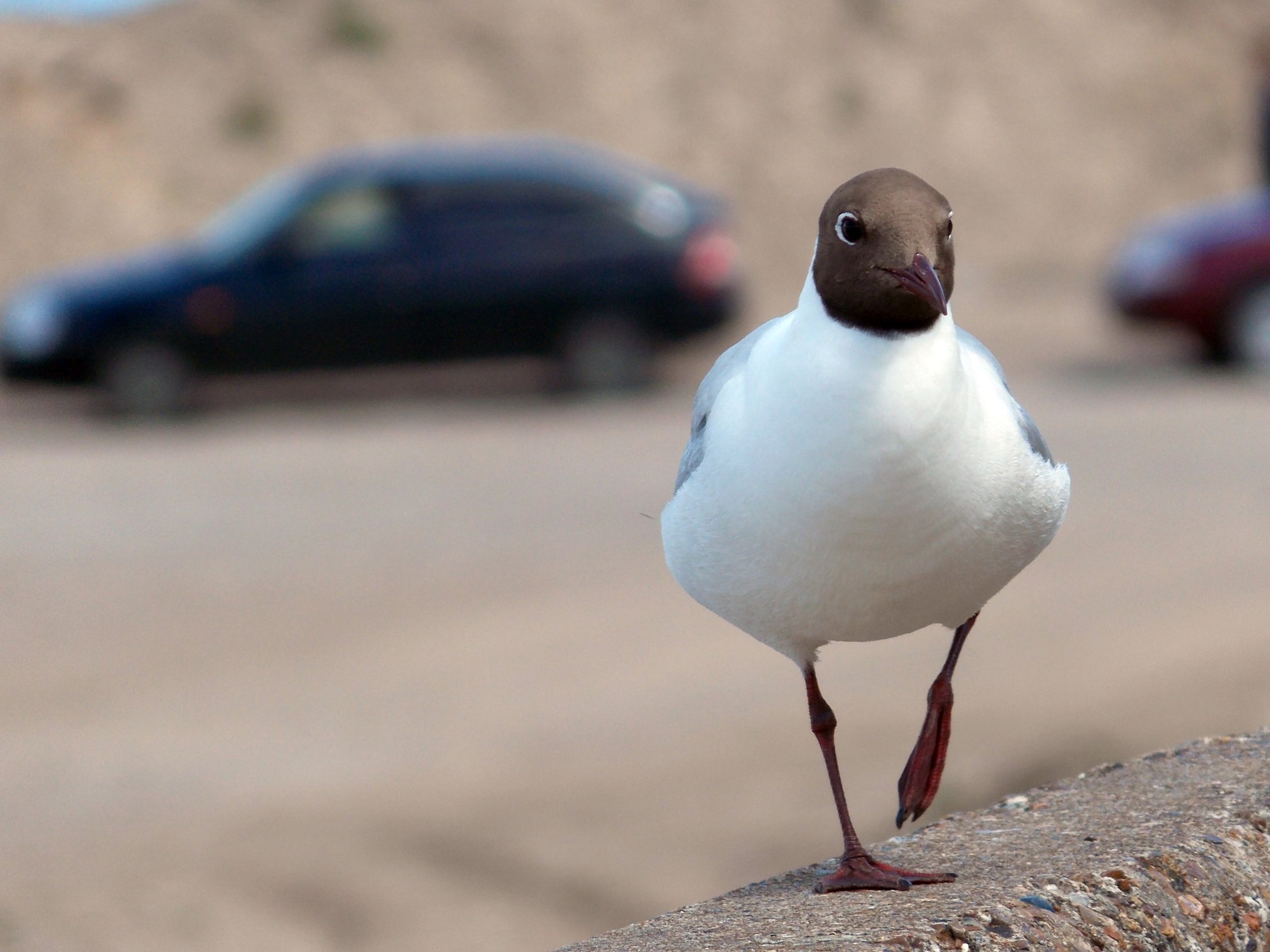 Летящей походкой