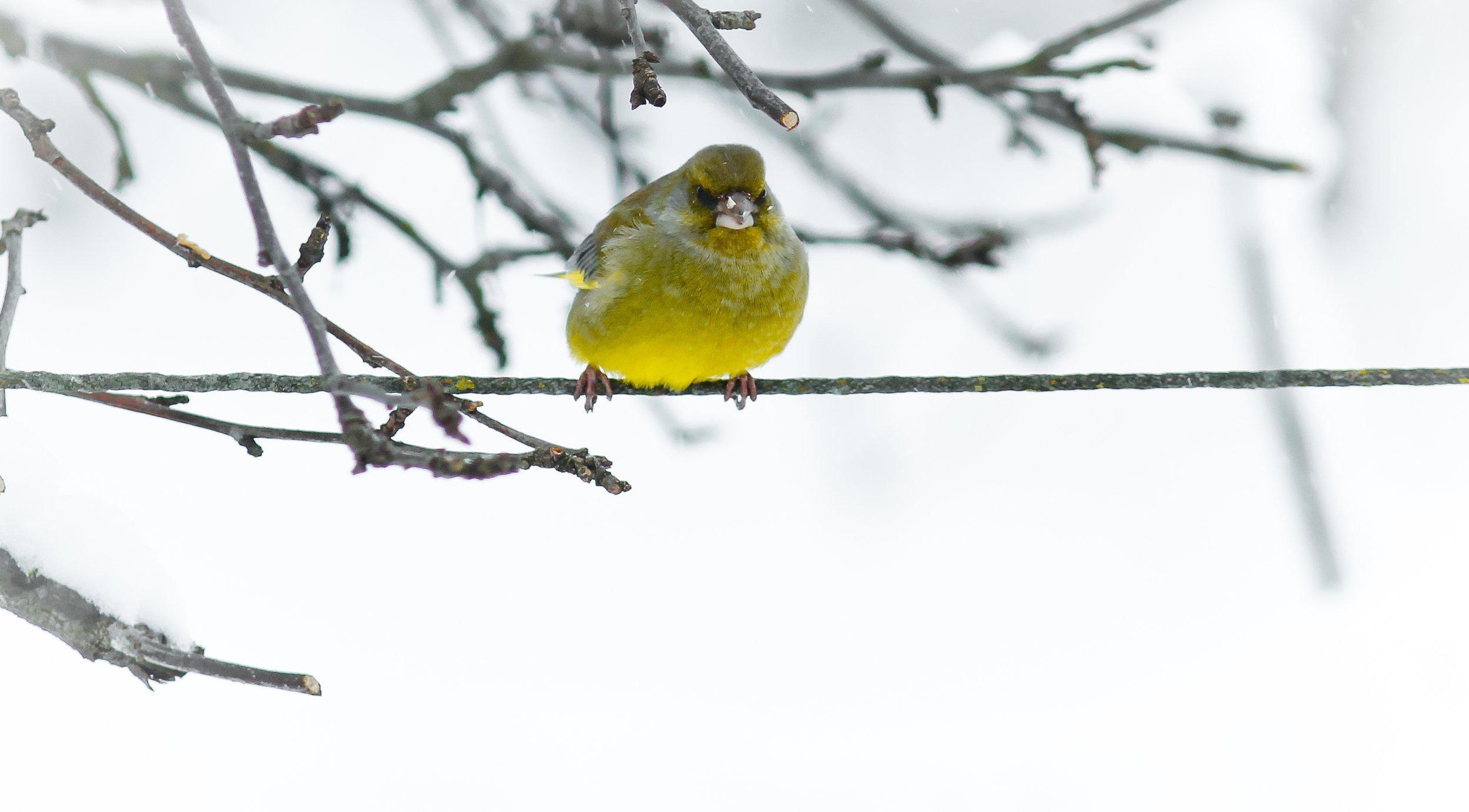Greenfinch sitting on a rope on a winter February day in the courtyard
