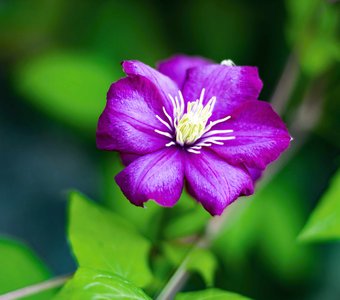Фиолетовое цветение