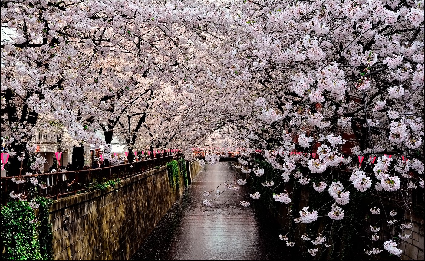 Весенний цвет Токио