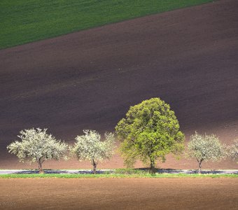 Четверо в белом и один в зеленом