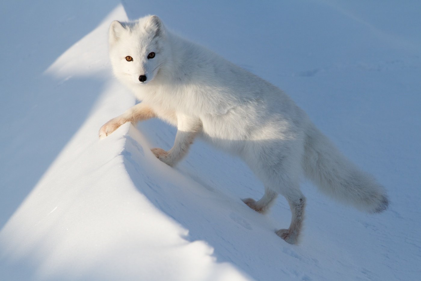 Песец на сугробе