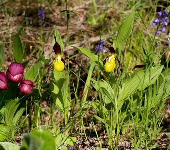 Обувной ассортимент