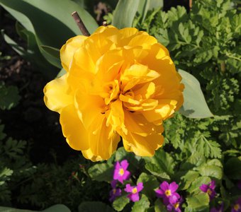 Жёлтый махровый тюльпан.